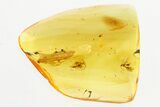 Two Fossil Wasps (Diapriidae & Braconidae) In Baltic Amber #315305-2